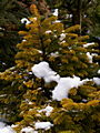 Abies nordmanniana Godun IMG_4783 Jodła kaukaska